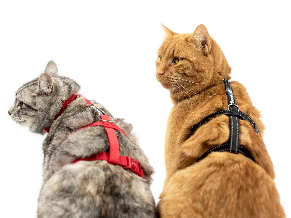 Beroni Sicherheitsgeschirr Katzengeschirr Beroni Safety Harness günstig online kaufen