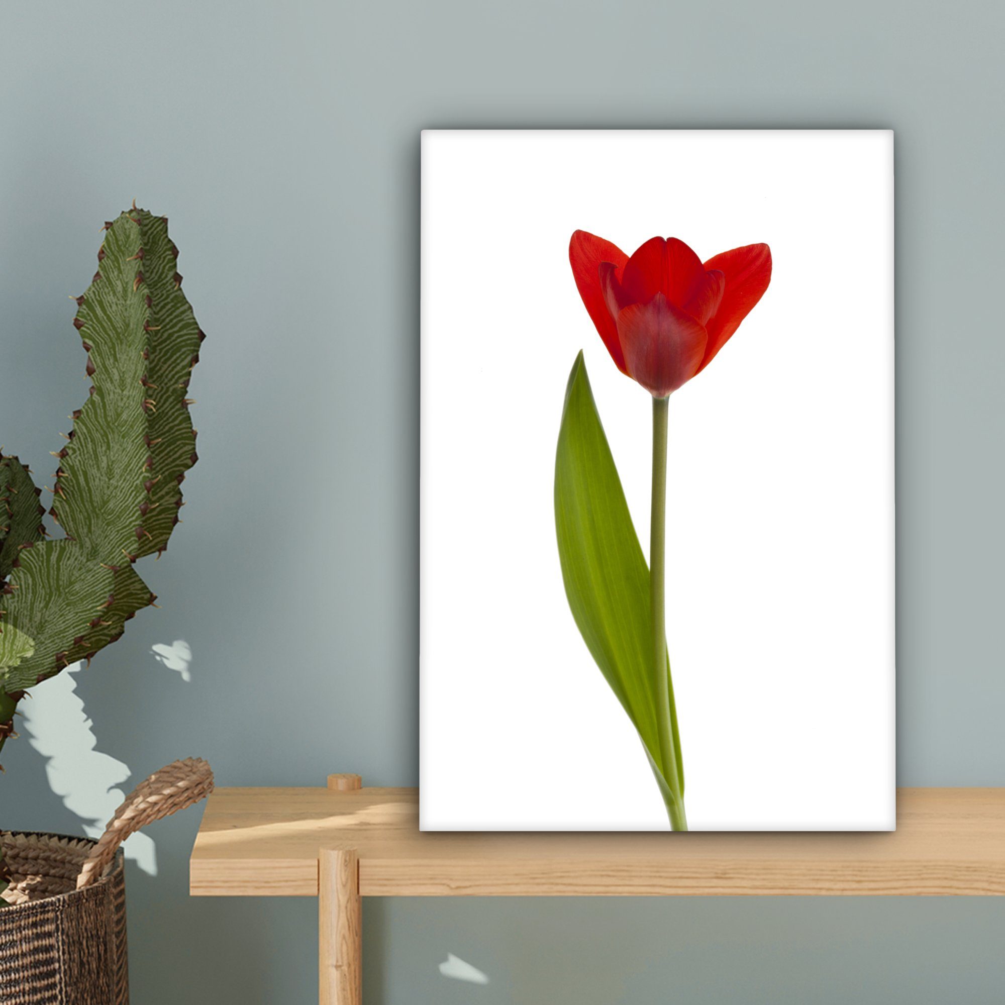 20x30 Hintergrund, Leinwandbild (1 Leinwandbild St), Rote fertig Zackenaufhänger, cm bespannt Gemälde, inkl. OneMillionCanvasses® weißem vor Tulpe