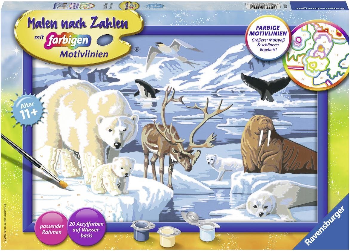 Image of Malen nach Zahlen, 21x31 cm, mit farbigen Motivlinien, Tiere der Arktis