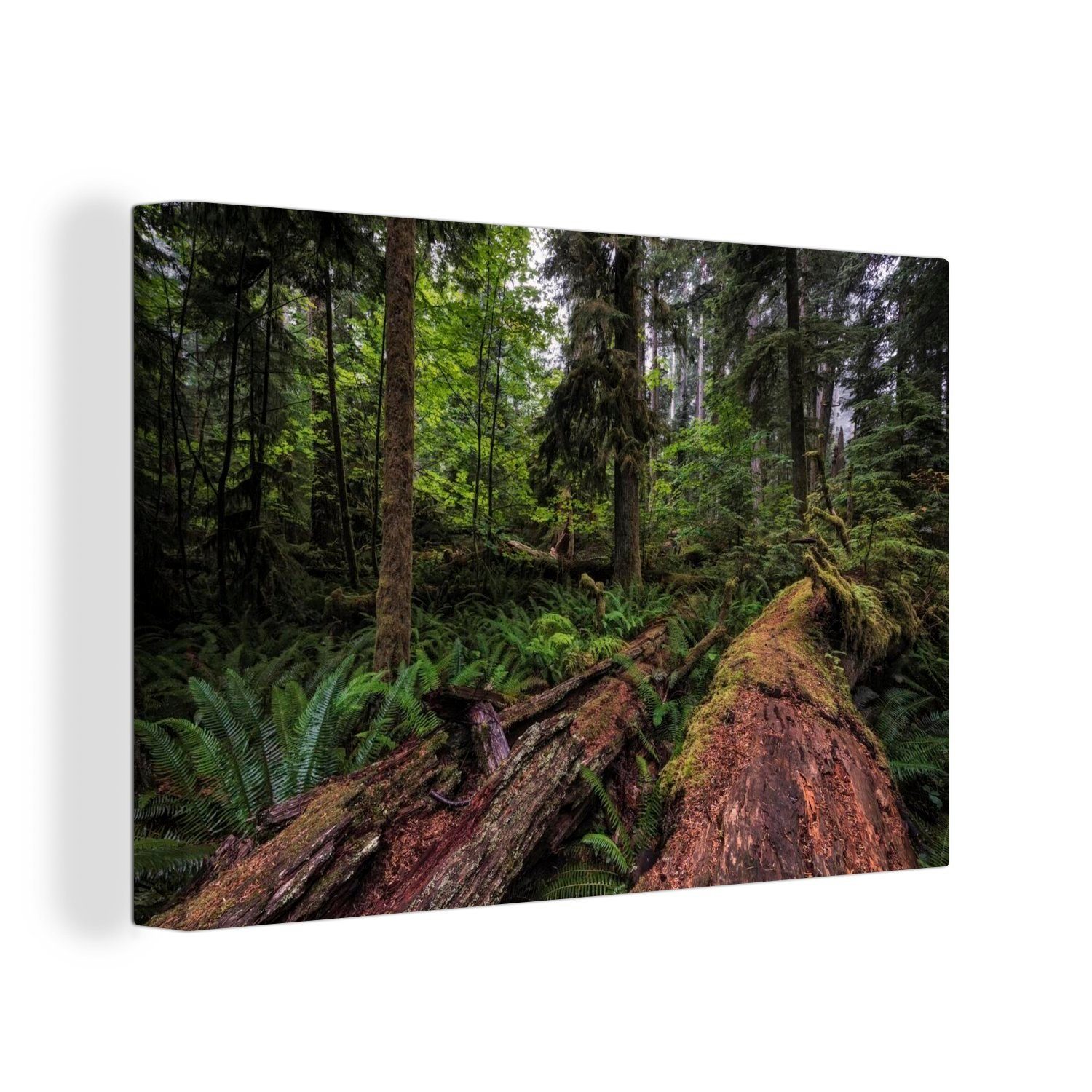 OneMillionCanvasses® Leinwandbild Wälder im Pacific Rim-Nationalpark in Kanada, (1 St), Wandbild Leinwandbilder, Aufhängefertig, Wanddeko, 30x20 cm