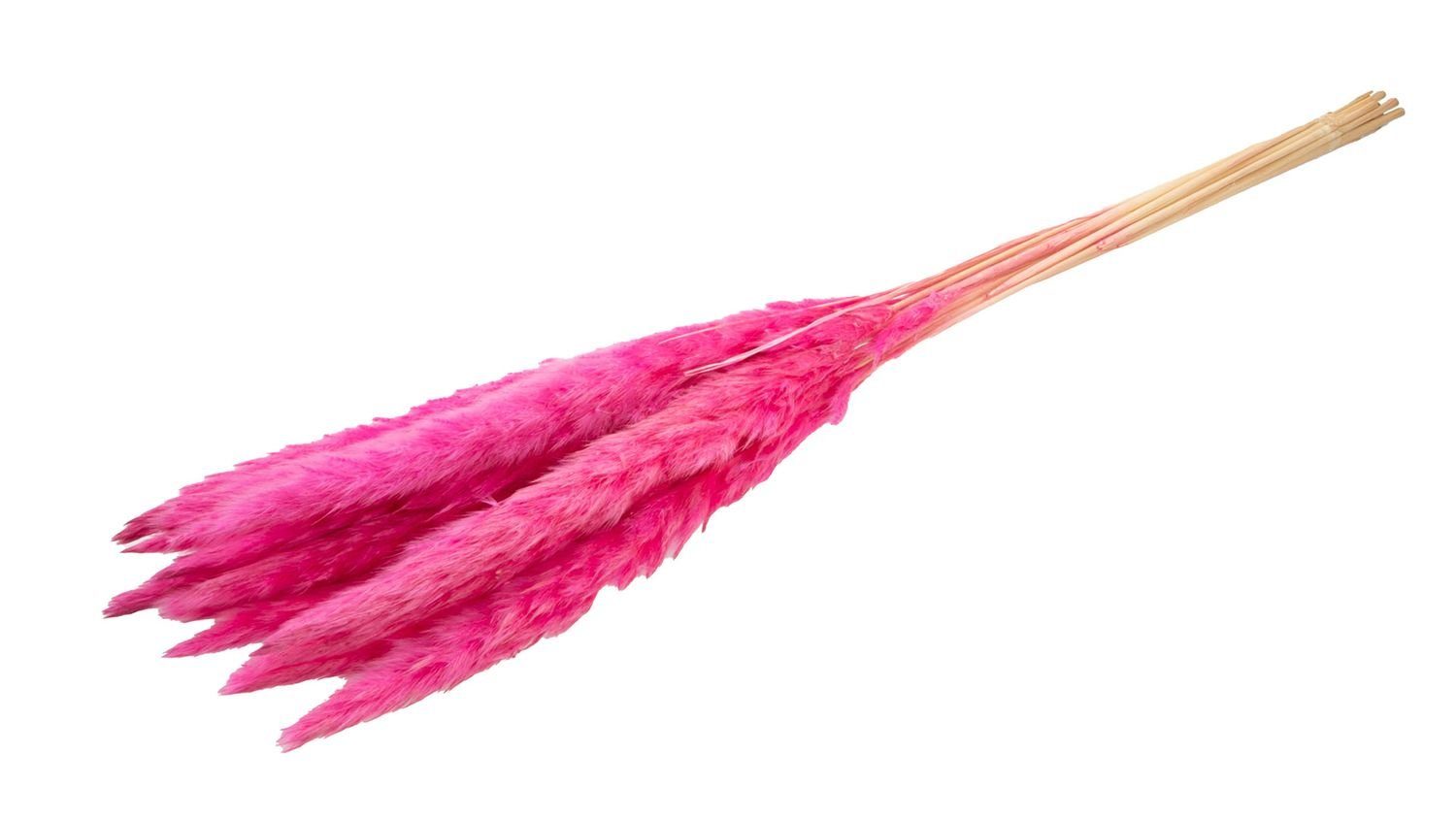 Trockenblume Pampasgras Fluffy Hellpink 50-70g, ca. günstig online kaufen
