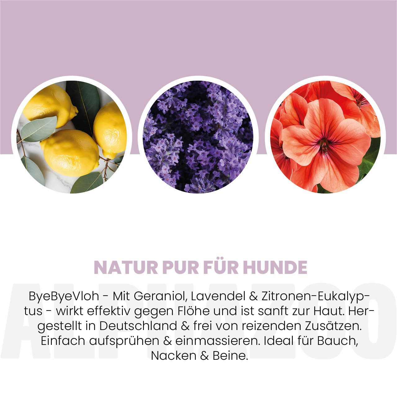 ALPHAZOO Insektenspray ByeByeVloh Flohspray Hunde 100ml, 100 ml, 1-St., Flohmittel gegen Flöhe & Juckreiz, Anti Flohspray gegen lästige Flöhe beim Hund – Bild 4 von 5