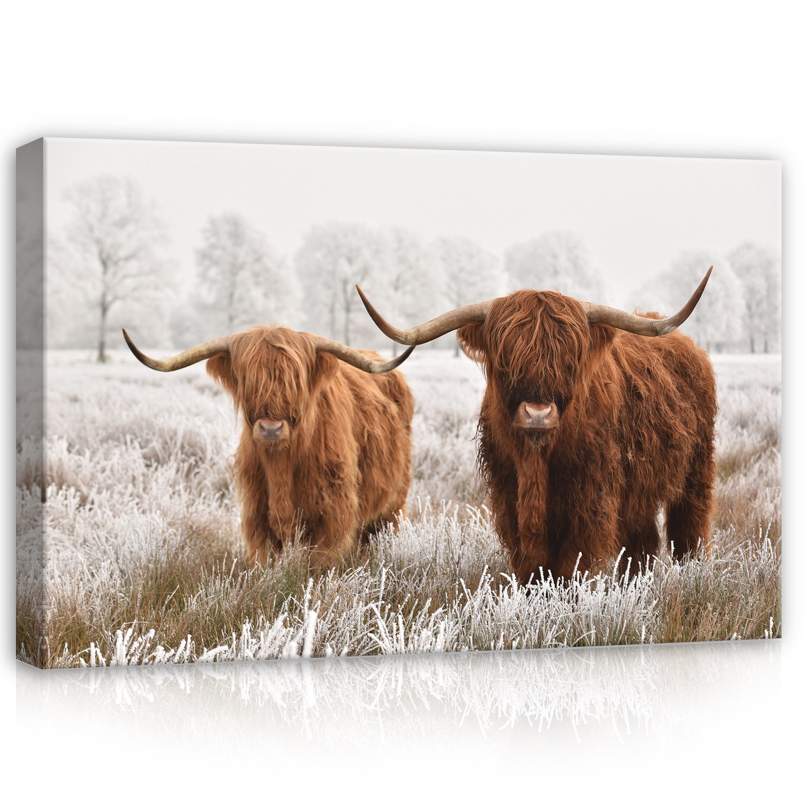 Wallarena Leinwandbild Schottische Kuh Tier Natur Modern Wandbilder Wand De günstig online kaufen