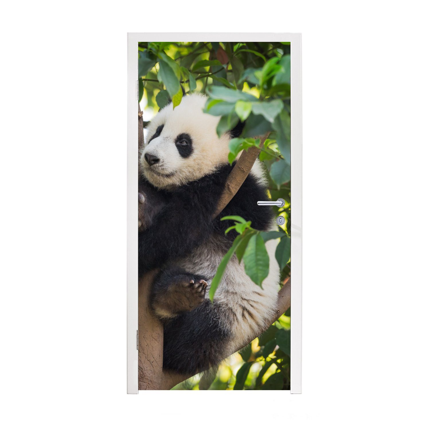 für bedruckt, - Panda MuchoWow Türaufkleber, Baum, Fototapete (1 St), Tier Türtapete - 75x205 cm Tür, Matt,