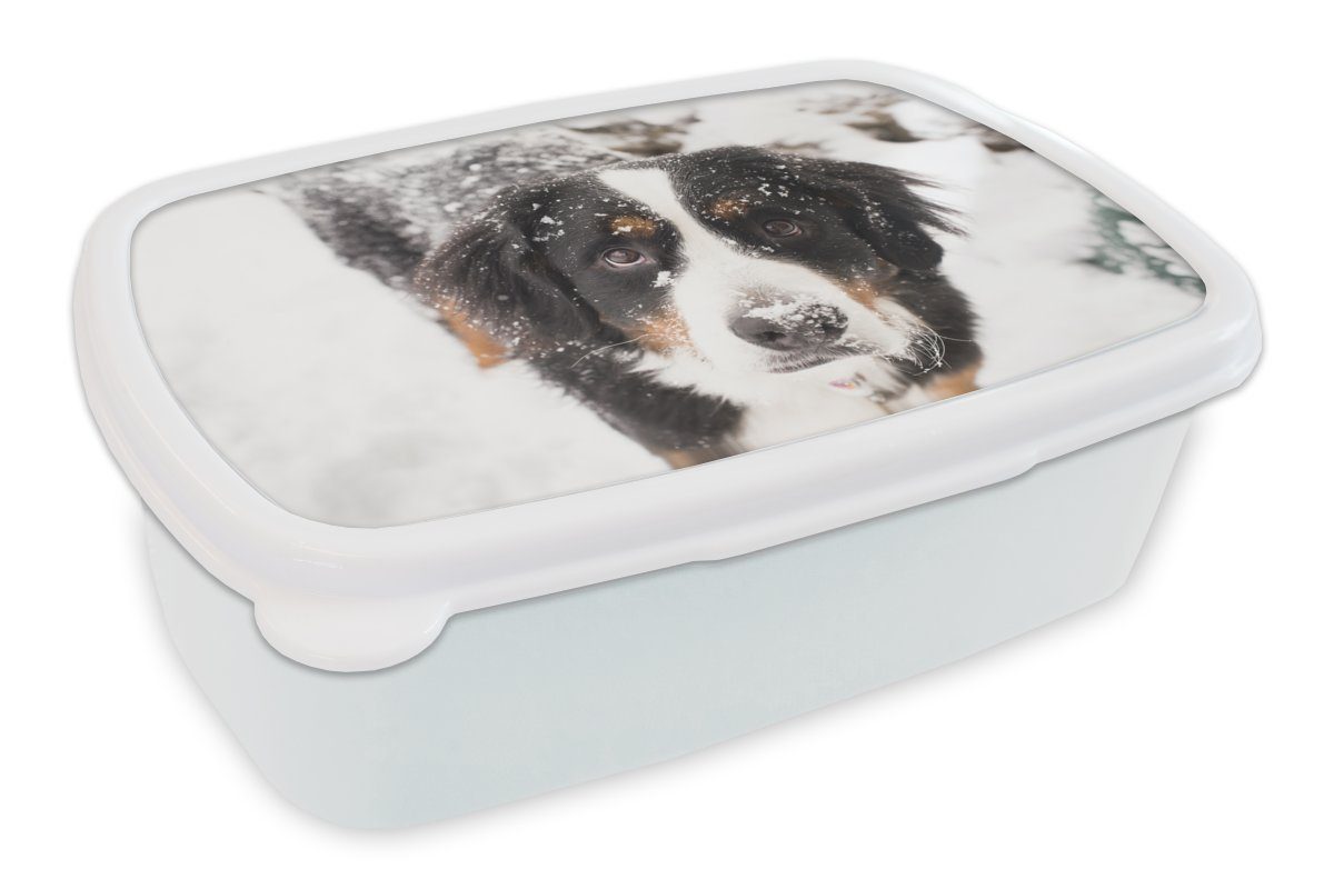 MuchoWow Lunchbox Berner Sennenhund in einer verschneiten Landschaft, Kunststoff, (2-tlg), Brotbox für Kinder und Erwachsene, Brotdose, für Jungs und Mädchen weiß