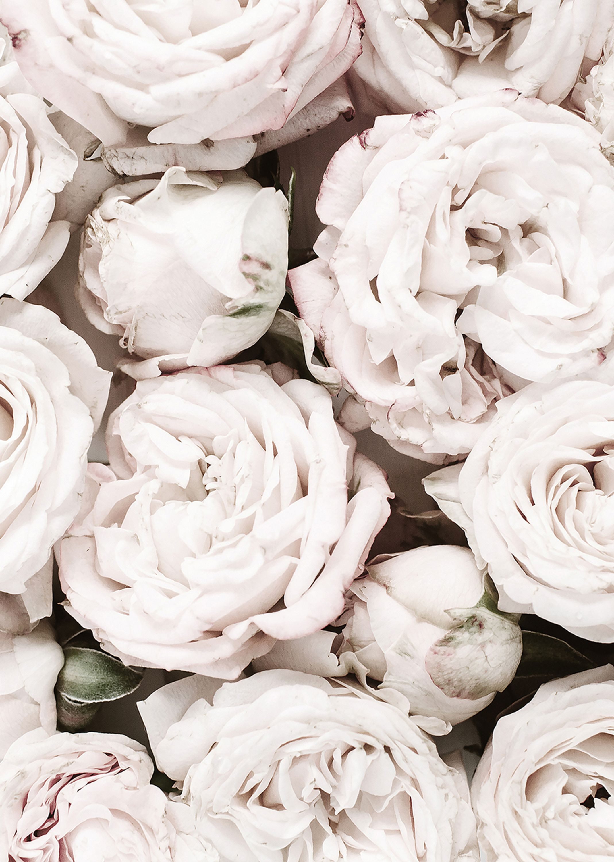 artissimo Deco-Panel Dekopanel ca.20x30cm Wandbild klein Bild Holz Rosen weiße Blumen, Vintage Foto: weiße Rosen