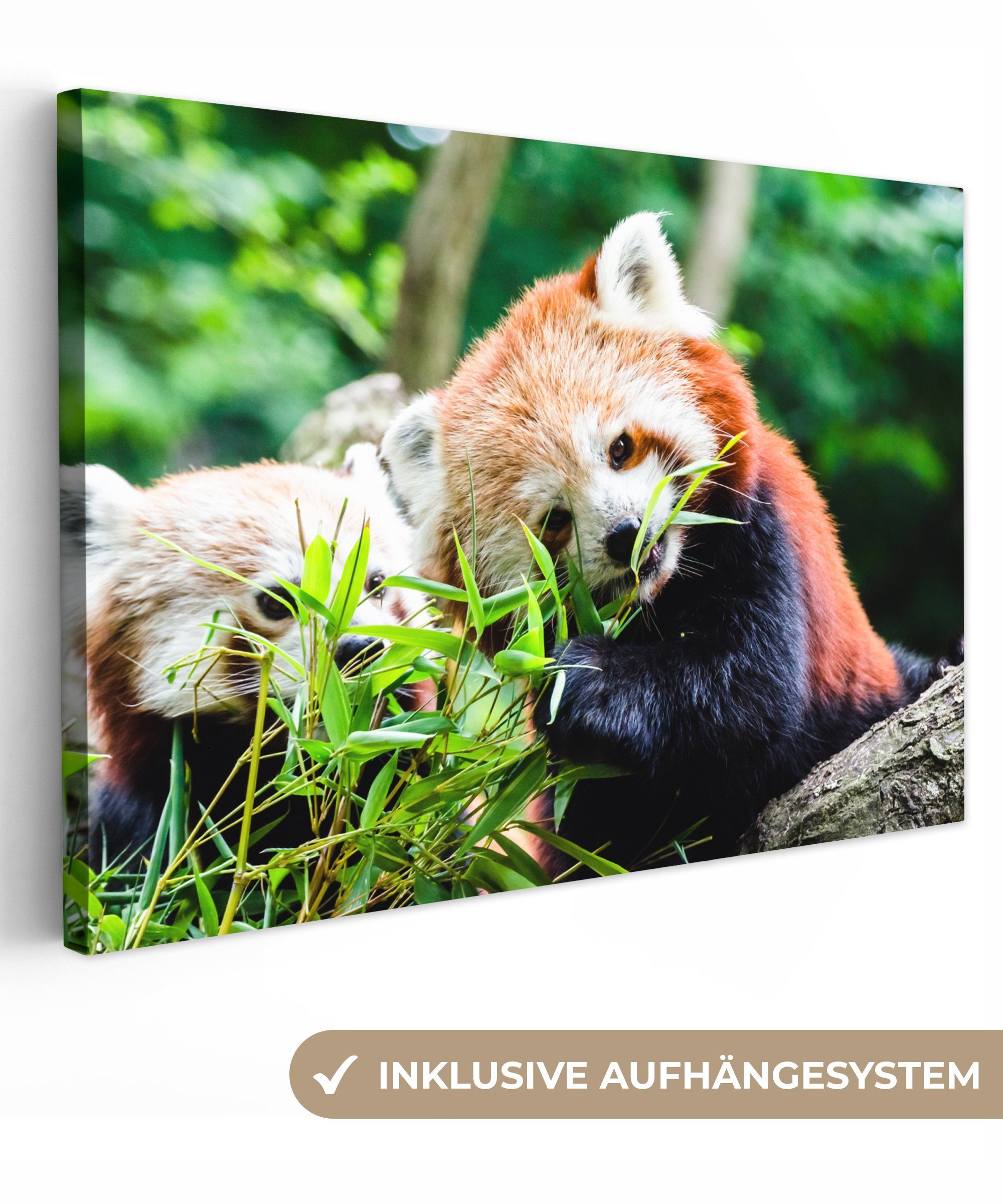 OneMillionCanvasses® Leinwandbild Roter Panda - Pflanzen - Baumstamm, (1 St), Wandbild Leinwandbilder, Aufhängefertig, Wanddeko, 30x20 cm