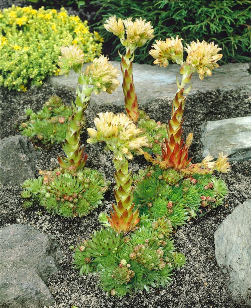 Pflanzen für Dich Staude Jovibarba sobolifera, 1 St., Donarsbart, Hauswurz, Dachwurz