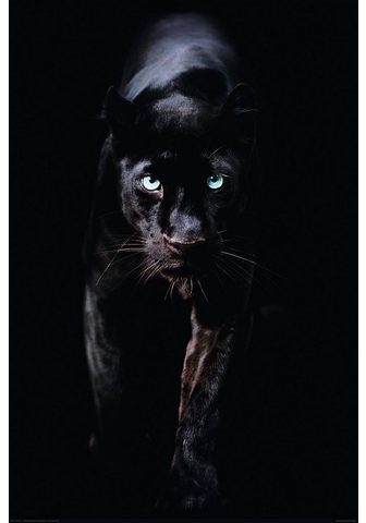  Картина »Schwarzer Panther«...