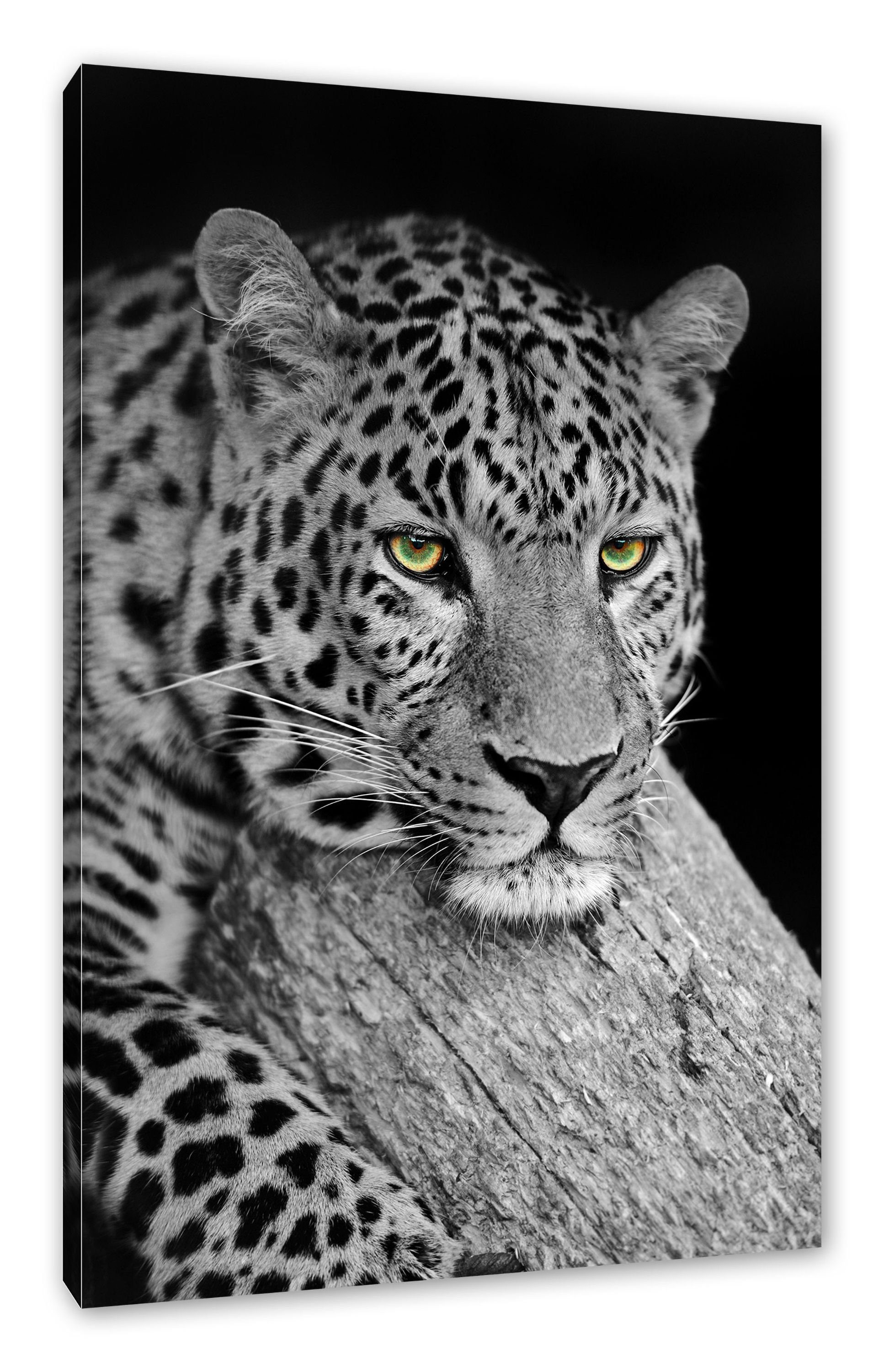 Pixxprint Leinwandbild ruhender Leopard, ruhender Leopard (1 St), Leinwandbild fertig bespannt, inkl. Zackenaufhänger