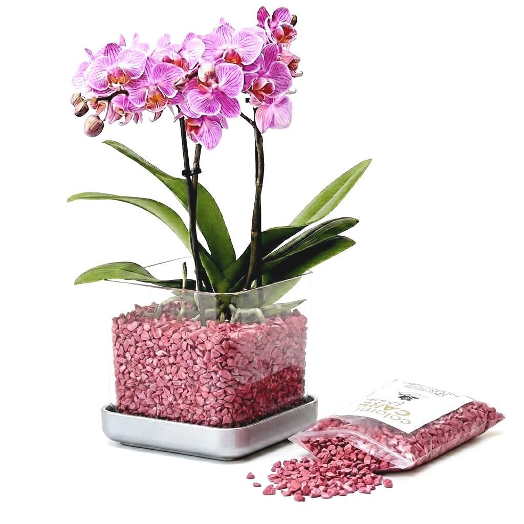 colomi Blumentopf ColomiCare Orchideentopf transparent + 1 L Orchideengranulat – Set (Spar-Set, 1x Orchideentopf 1x 1Liter Orchideengranulat)