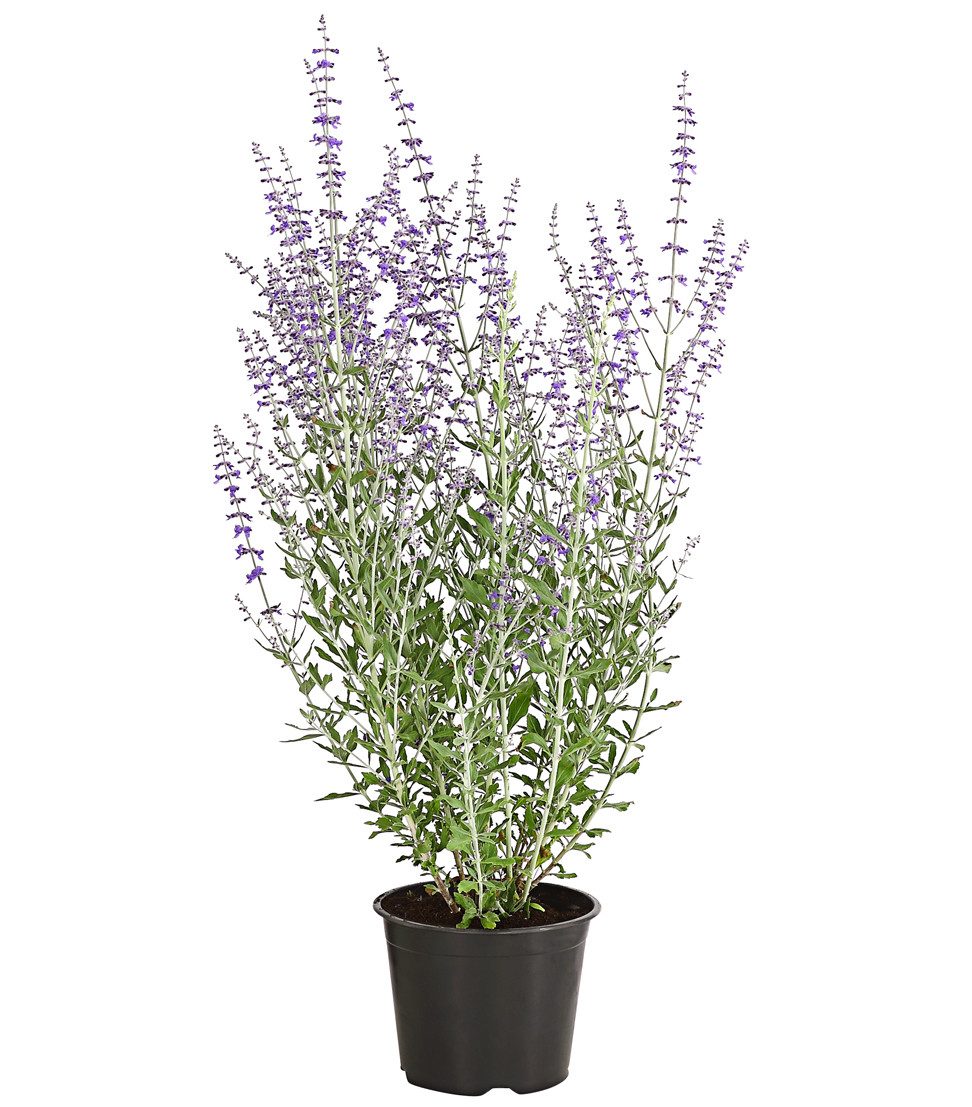 Dehner Gehölze Blauraute Blue Spire, duftende violettblaue Blüten