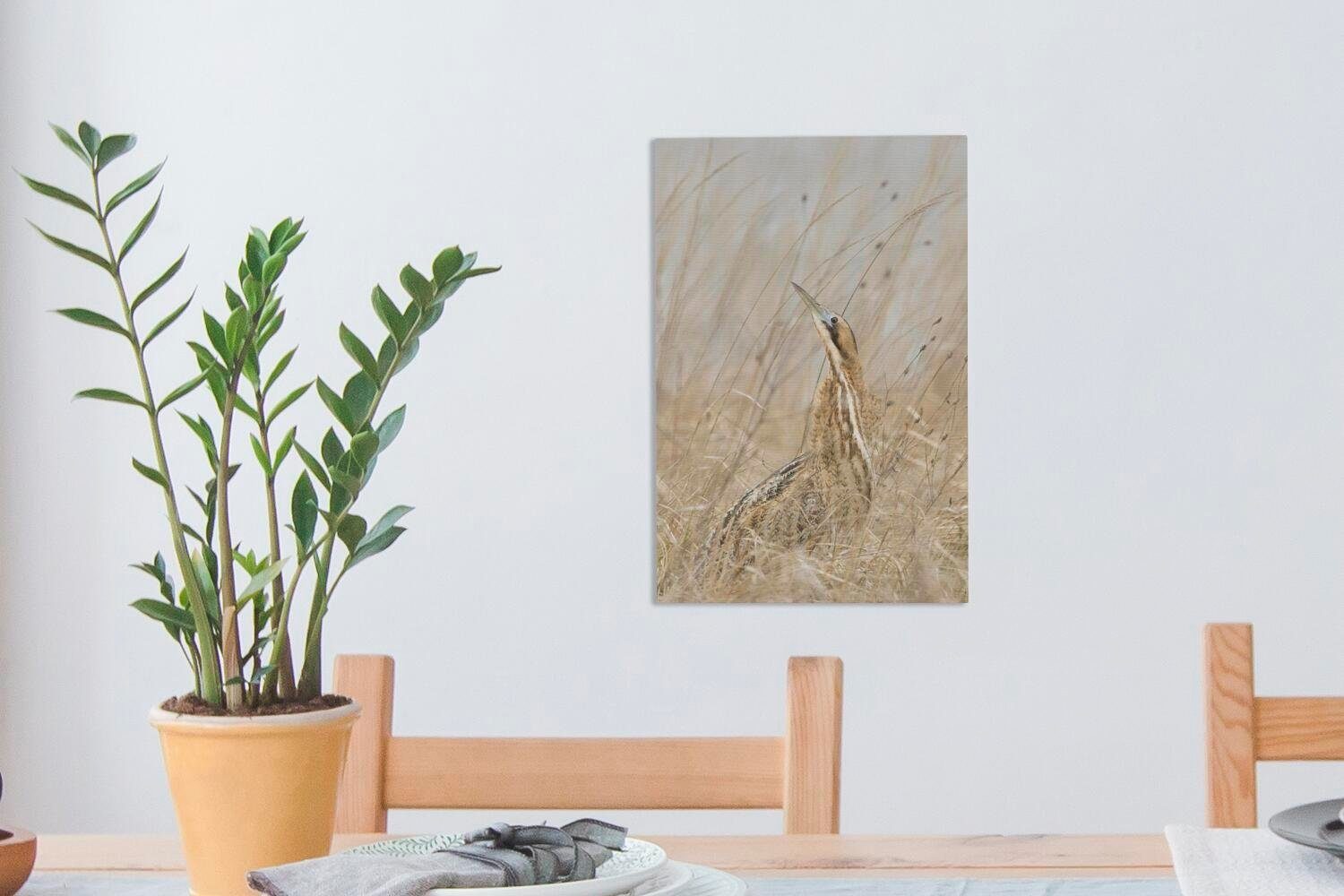 OneMillionCanvasses® Leinwandbild Rohrdommel Zackenaufhänger, zwischen bespannt Leinwandbild 20x30 Gräsern, hohen (1 inkl. Gemälde, cm fertig St)