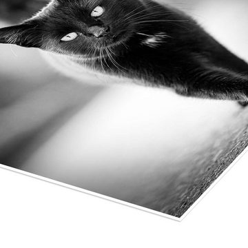 Posterlounge Poster Silvio Schoisswohl, Elegante schwarze Katze, Wohnzimmer Fotografie
