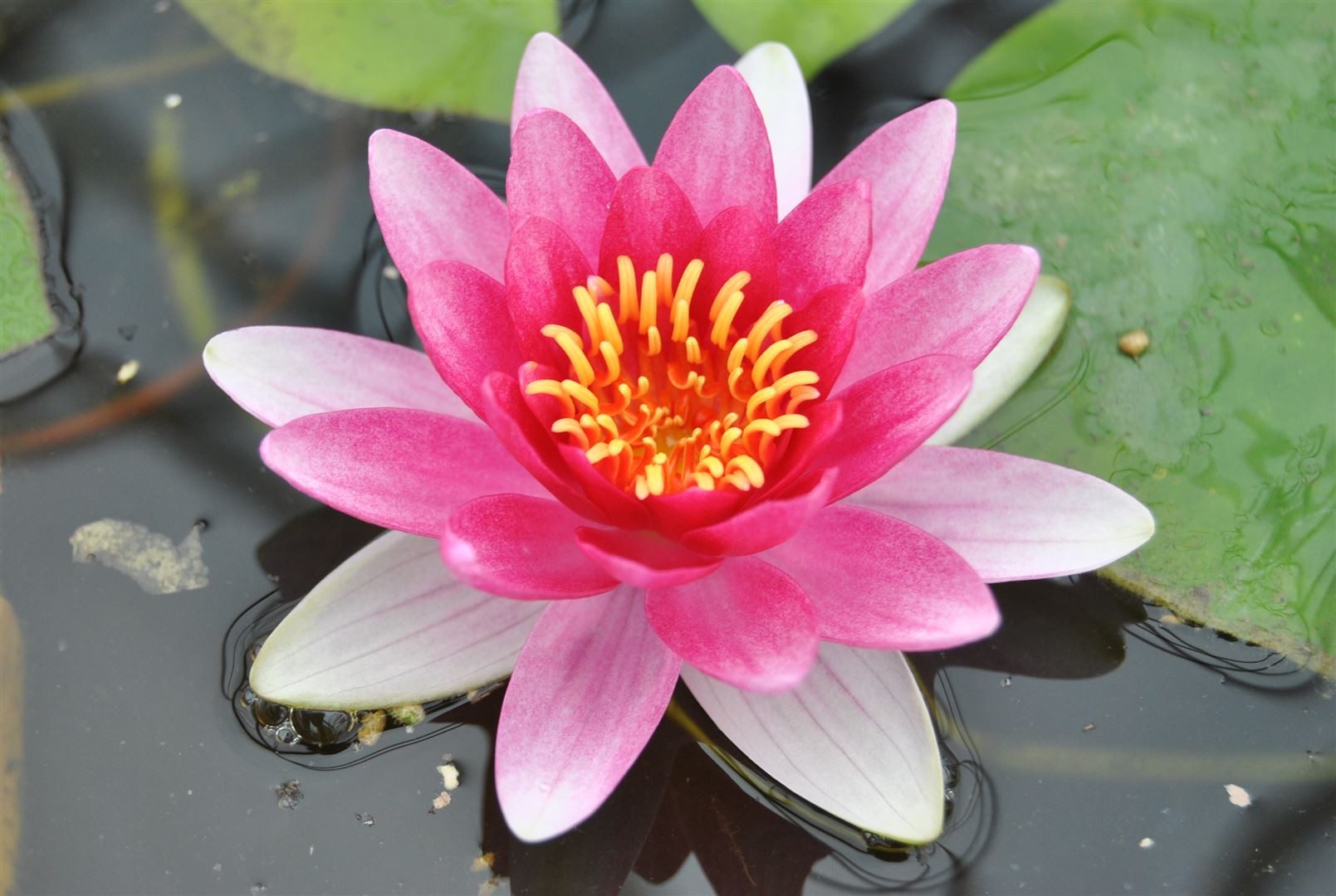 Pflanzen für Dich Staude Nymphaea cult. Attraction, 1 St., Seerose