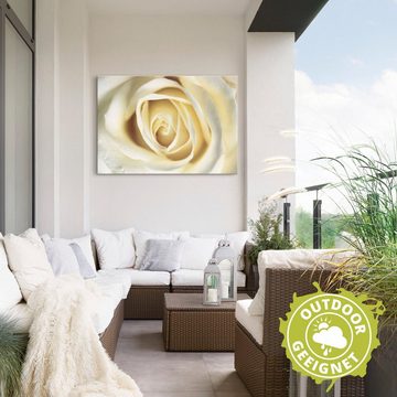 Artland Wandbild Weiße Rose, Blumen (1 St), als Alubild, Outdoorbild, Leinwandbild in verschied. Größen