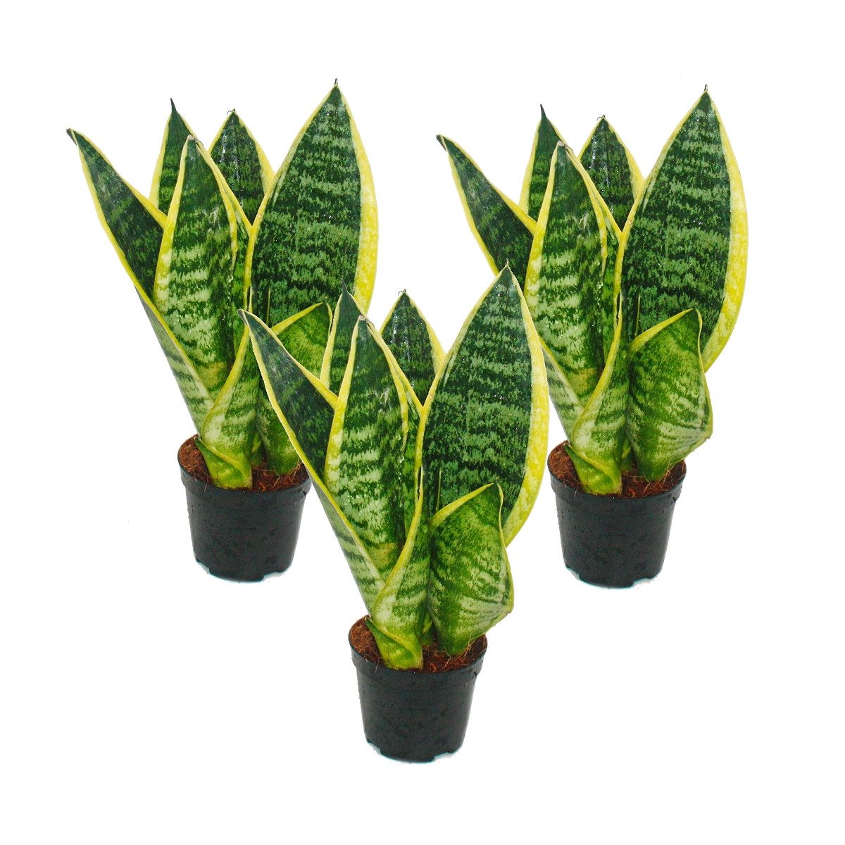Exotenherz Zimmerpflanze 3er Set Sanseveria laurentii trafasciata grüngelbe günstig online kaufen