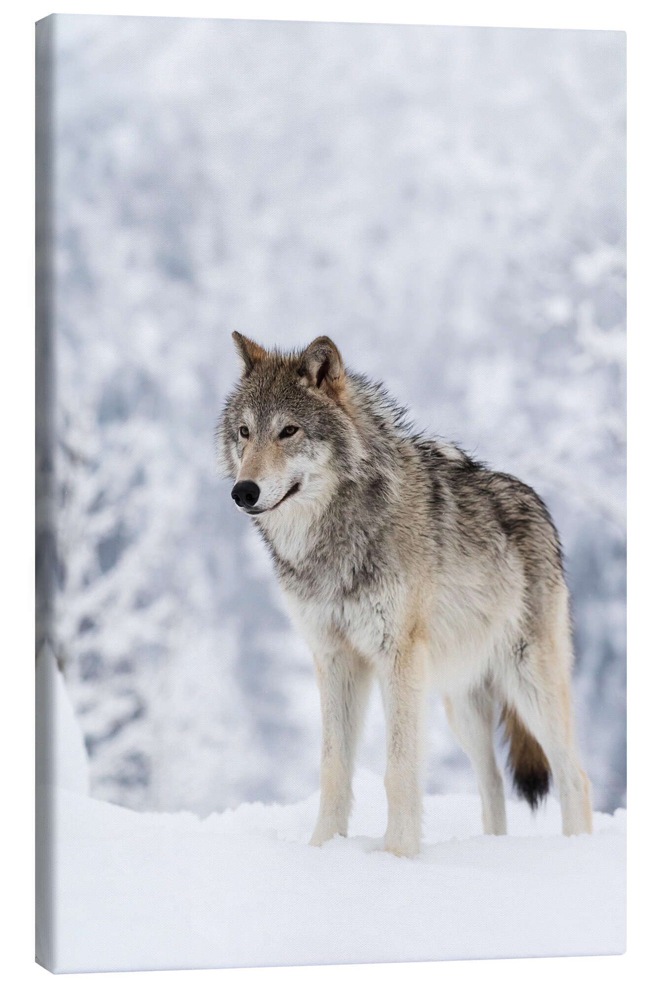 Posterlounge Wandbild Tundrawolf im Schnee, Doug Lindstrand, erhältlich als Poster, Leinwandbild, Wandsticker oder Acrylglasbild
