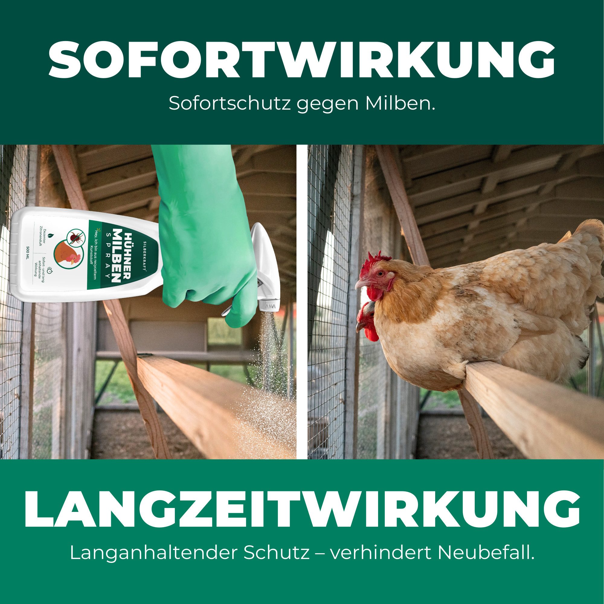 Silberkraft Insektenspray Silberkraft Milbenspray Hühner, Effektiver Schutz vor Milbenbefall, 500 ml, Anti Milben Spray, wirkt auch gegen die rote Vogelmilbe, 1 – Bild 4 von 5