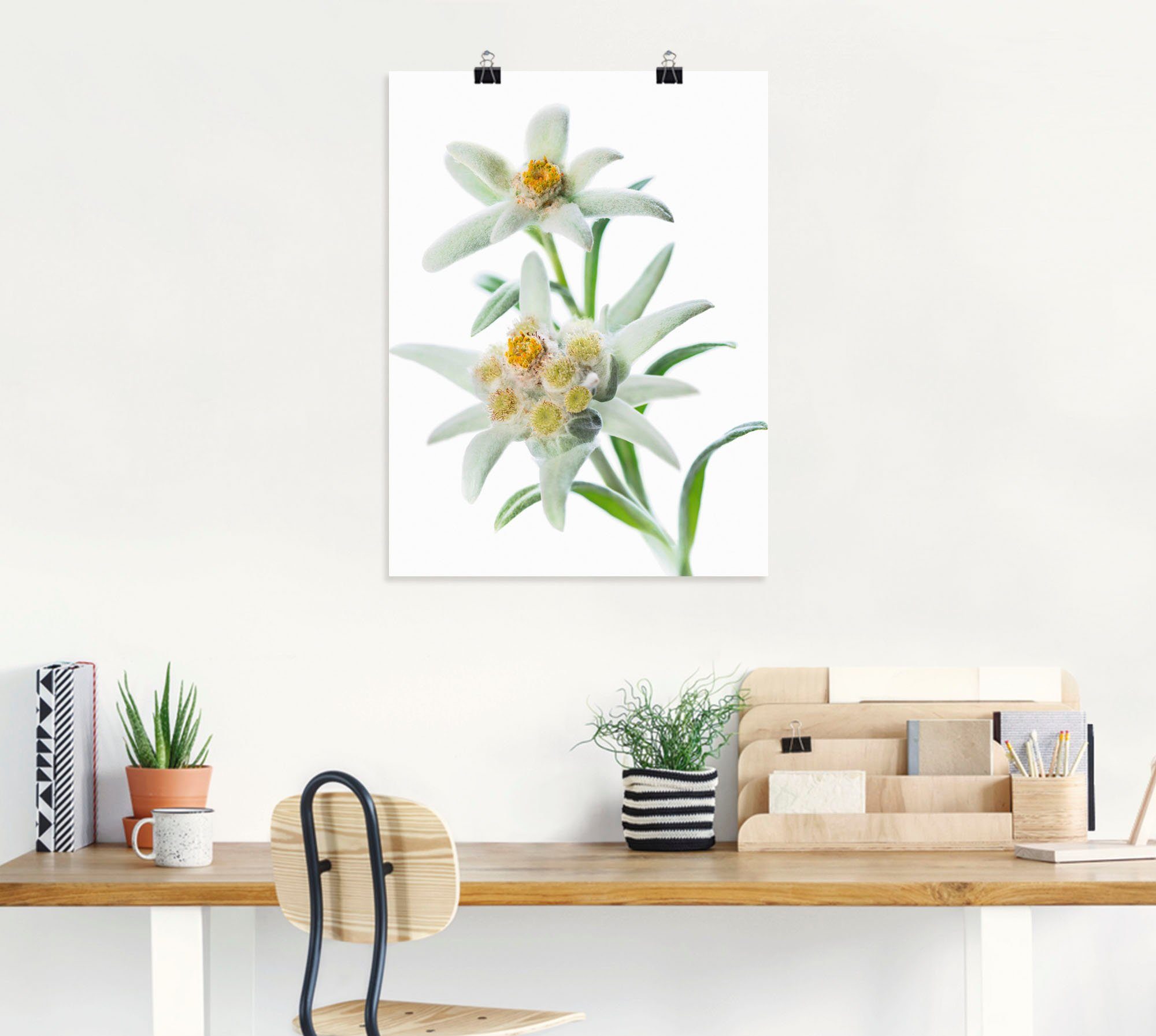 Größen St), (1 Blumen Wandaufkleber Leinwandbild, Poster Edelweiss, als Alubild, oder in Artland versch. Wandbild