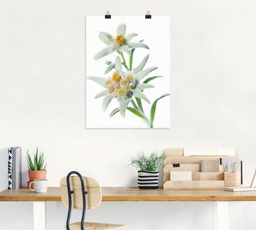 Artland Wandbild Edelweiss, Blumen (1 St), als Poster, Wandaufkleber in verschied. Größen