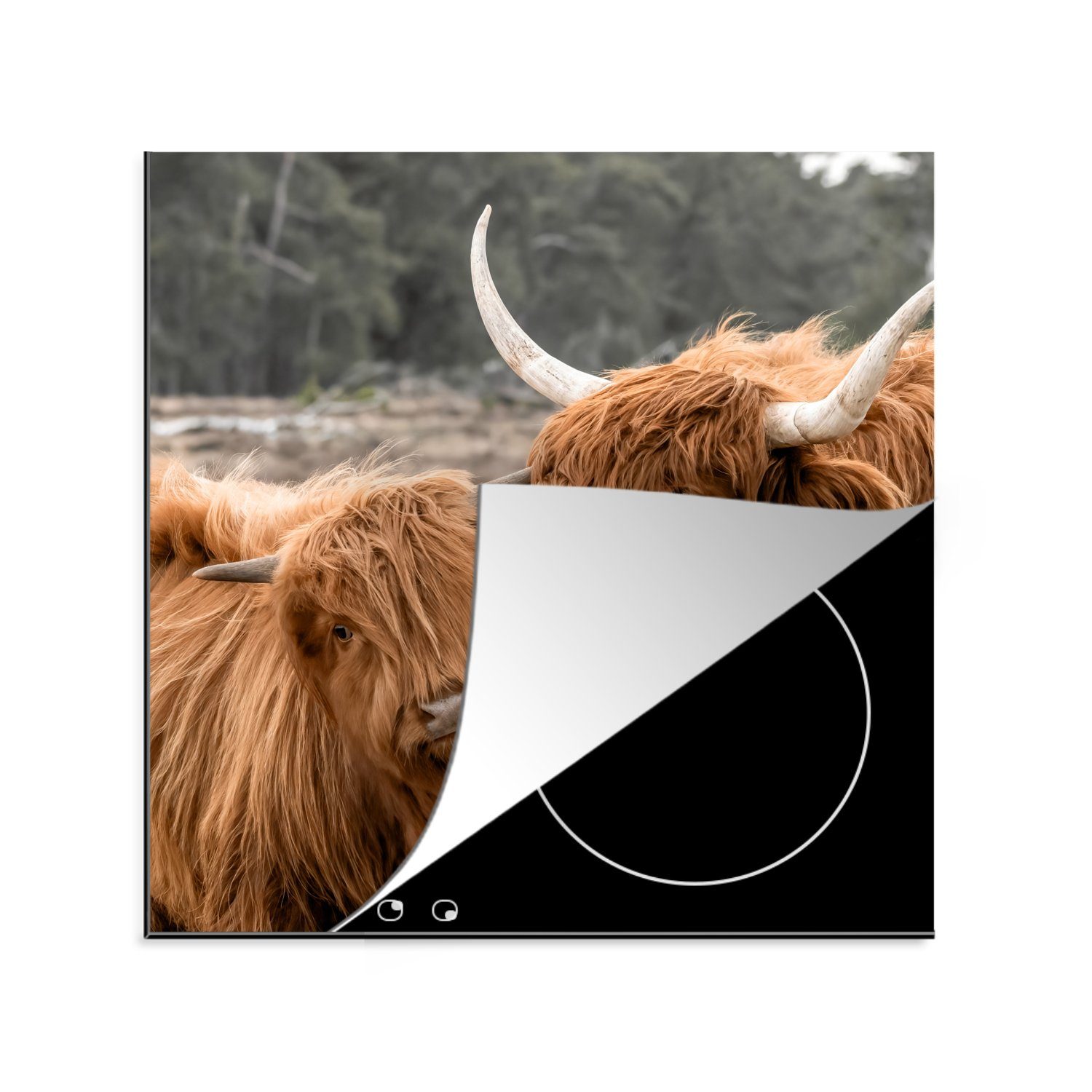 - (1 Kuh 78x78 tlg), cm, Highlander Arbeitsplatte Herdblende-/Abdeckplatte für - Tiere, Schottischer Ceranfeldabdeckung, MuchoWow küche Vinyl,
