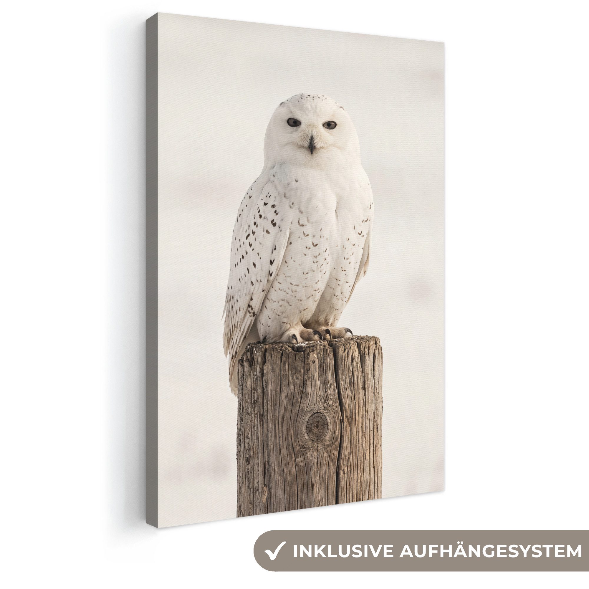 OneMillionCanvasses® Leinwandbild Schneeeule - Pfahl - Winter - Porträt - Majestätisch, Fotodruck (1 St), Leinwand Canvas Wandbild, Wanddekoration 20x30 cm
