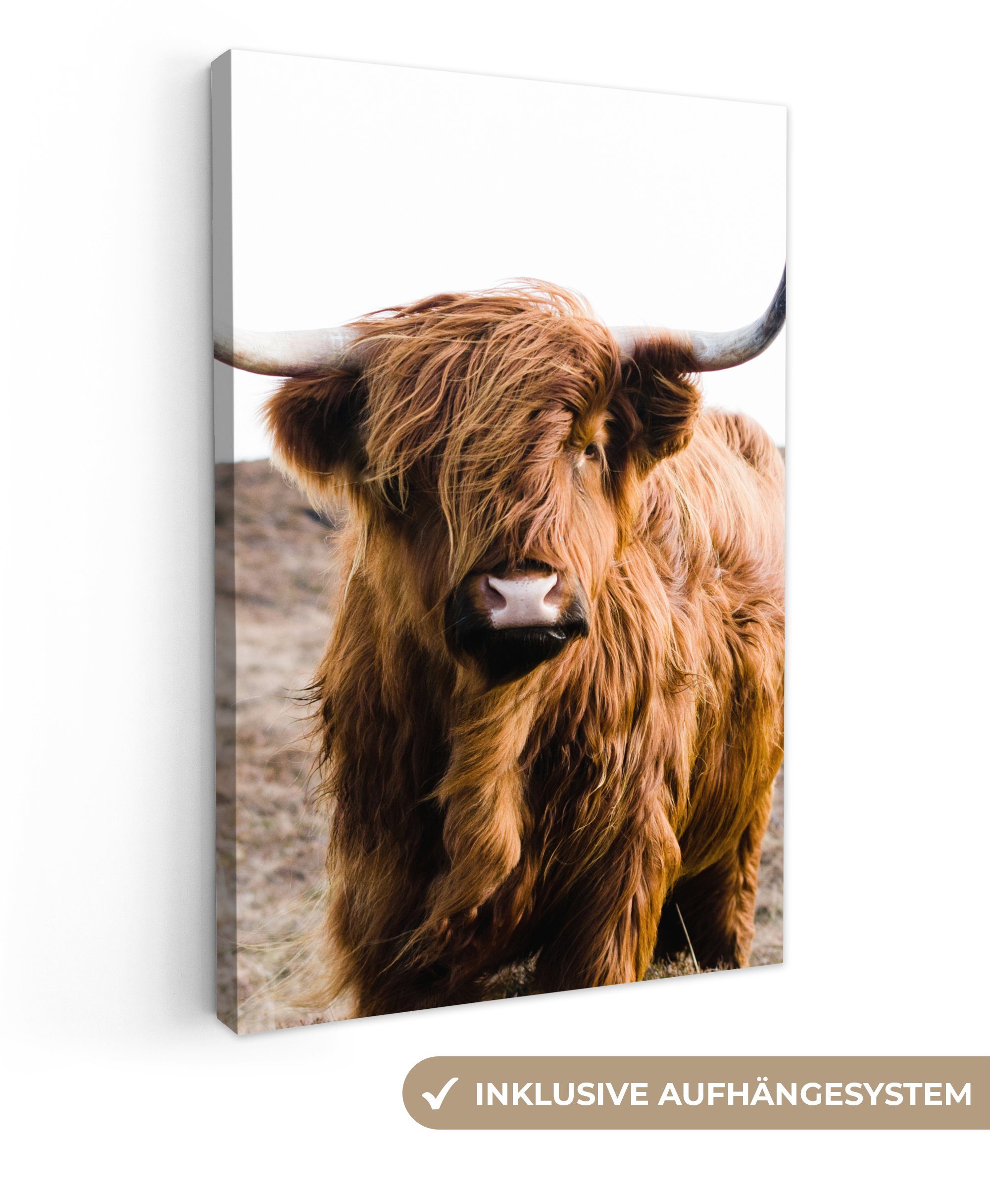OneMillionCanvasses® Leinwandbild Schottische Highlander - Landschaft - Kuh günstig online kaufen