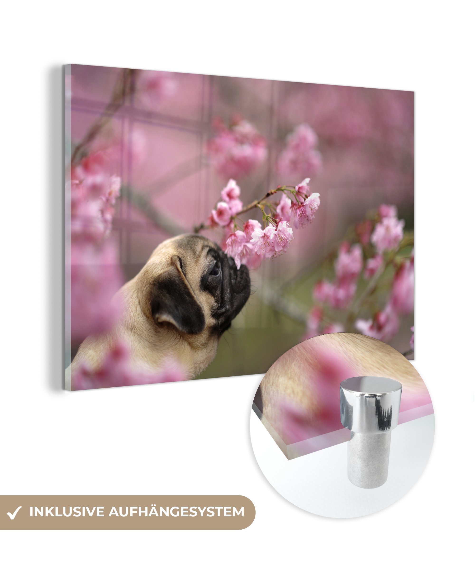 MuchoWow Acrylglasbild Sakura - Mops - Frühling, (1 St), Acrylglasbilder Wohnzimmer & Schlafzimmer
