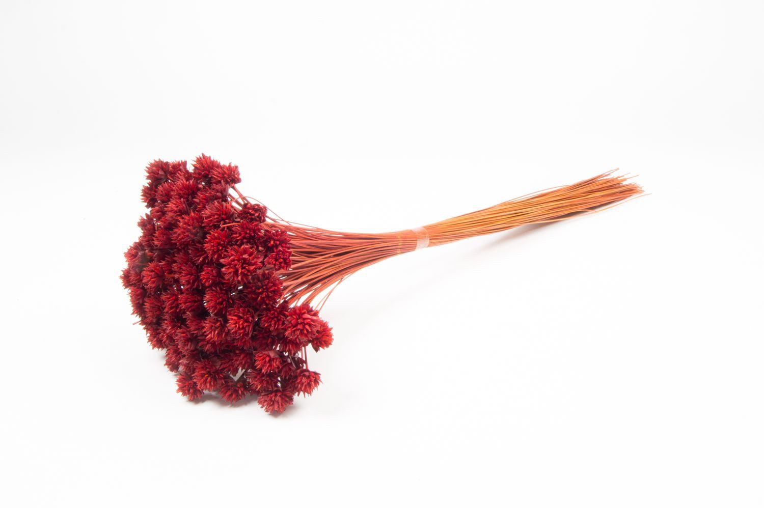 Trockenblume Blumenstrauß getrocknet AVISSA, Brasilianische Hügelblume, rot, 4, INNA-Glas, Höhe 60.0 cm