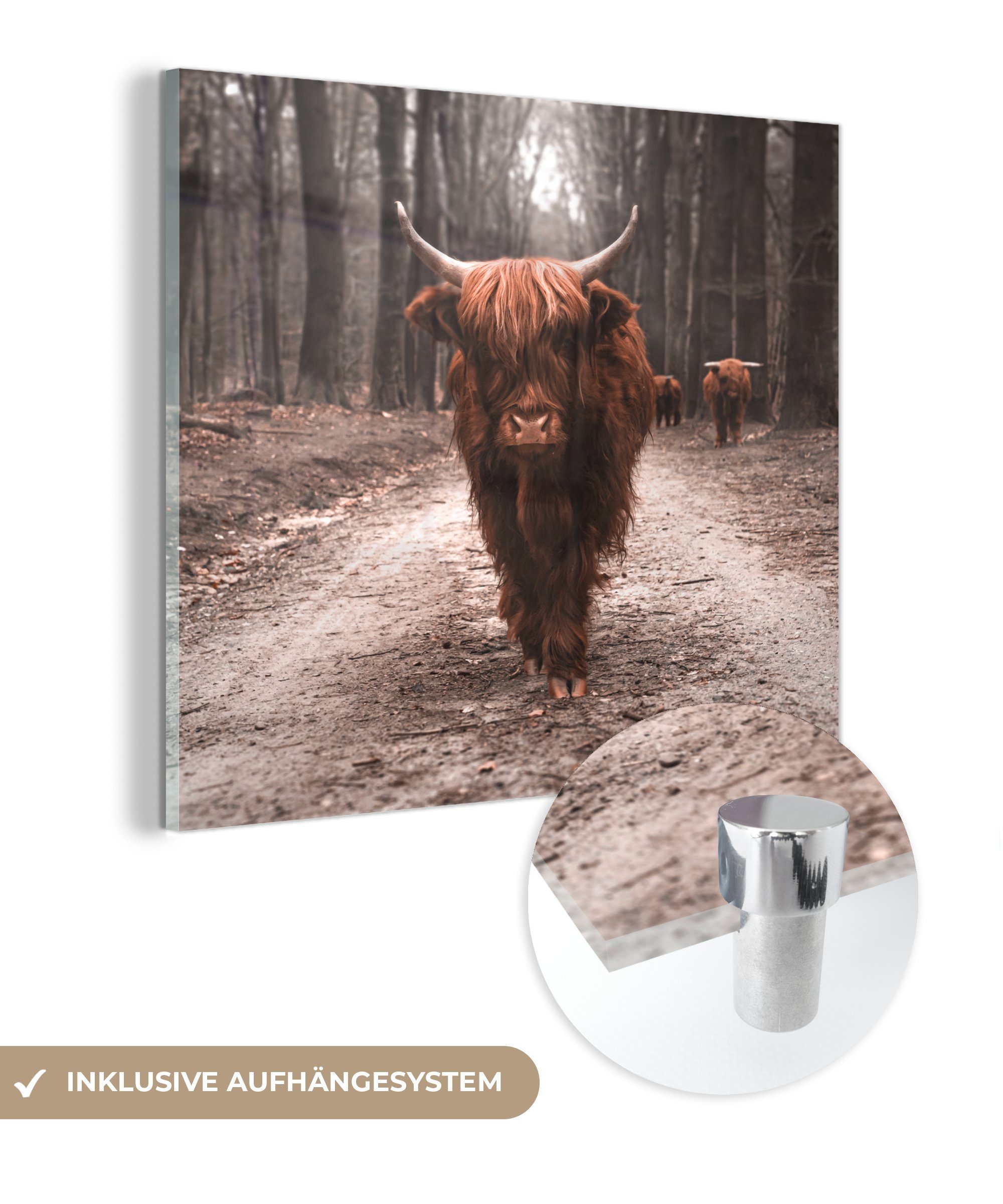 MuchoWow Acrylglasbild Schottischer Hochländer - Wald - Kuh - Tiere - Natur, (1 St), Glasbilder - Bilder auf Glas Wandbild - Foto auf Glas - Wanddekoration bunt