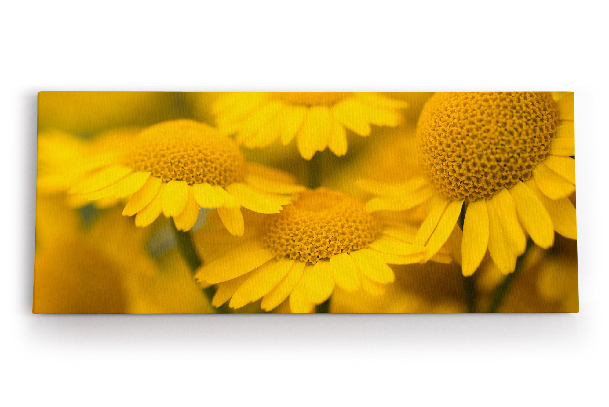 Leinwandbild Gänseblümchen Blumen Blüten Gelb Nahaufnahme