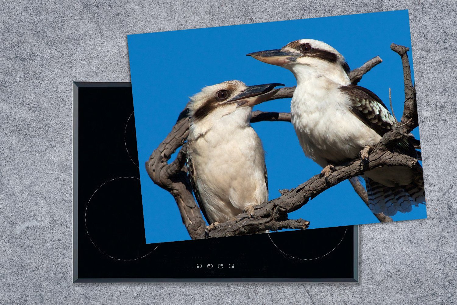 Kookaburras Ein MuchoWow (1 Arbeitsfläche blauem Herdblende-/Abdeckplatte Paar einem Mobile auf Vinyl, Himmel, Ceranfeldabdeckung tlg), nutzbar, cm, 70x52 Ast vor