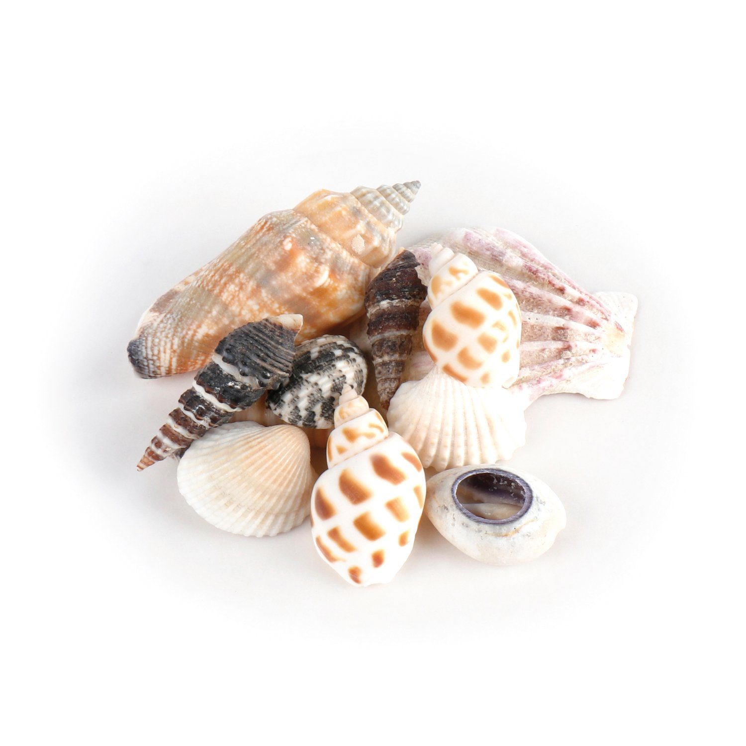 EDUPLAY Lernspielzeug Muscheln im Organzabeutel (Mitgebsel) günstig online kaufen
