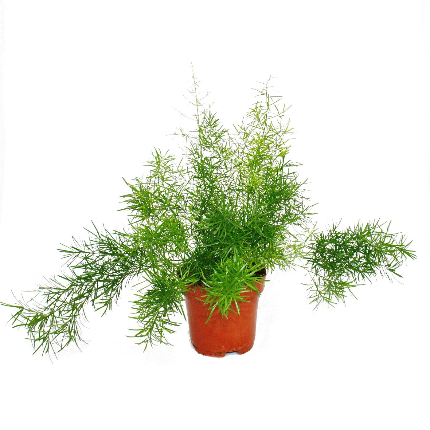 Exotenherz Zimmerpflanze Zierspargel Asparagus densiflorus sprengeri Grünpflanze 12cm Topf
