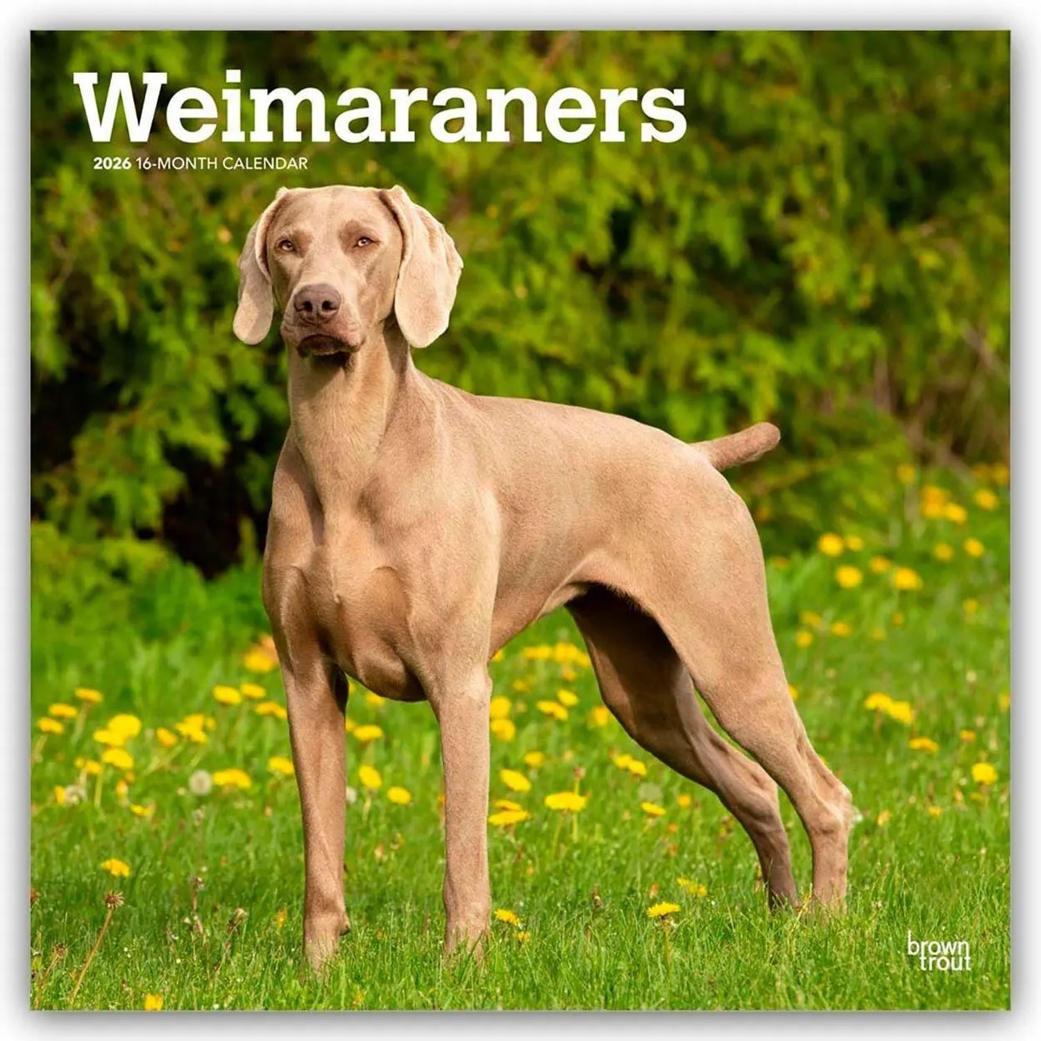 Wandkalender Weimaraners - Weimaraner 2026 - 16-Monatskalender