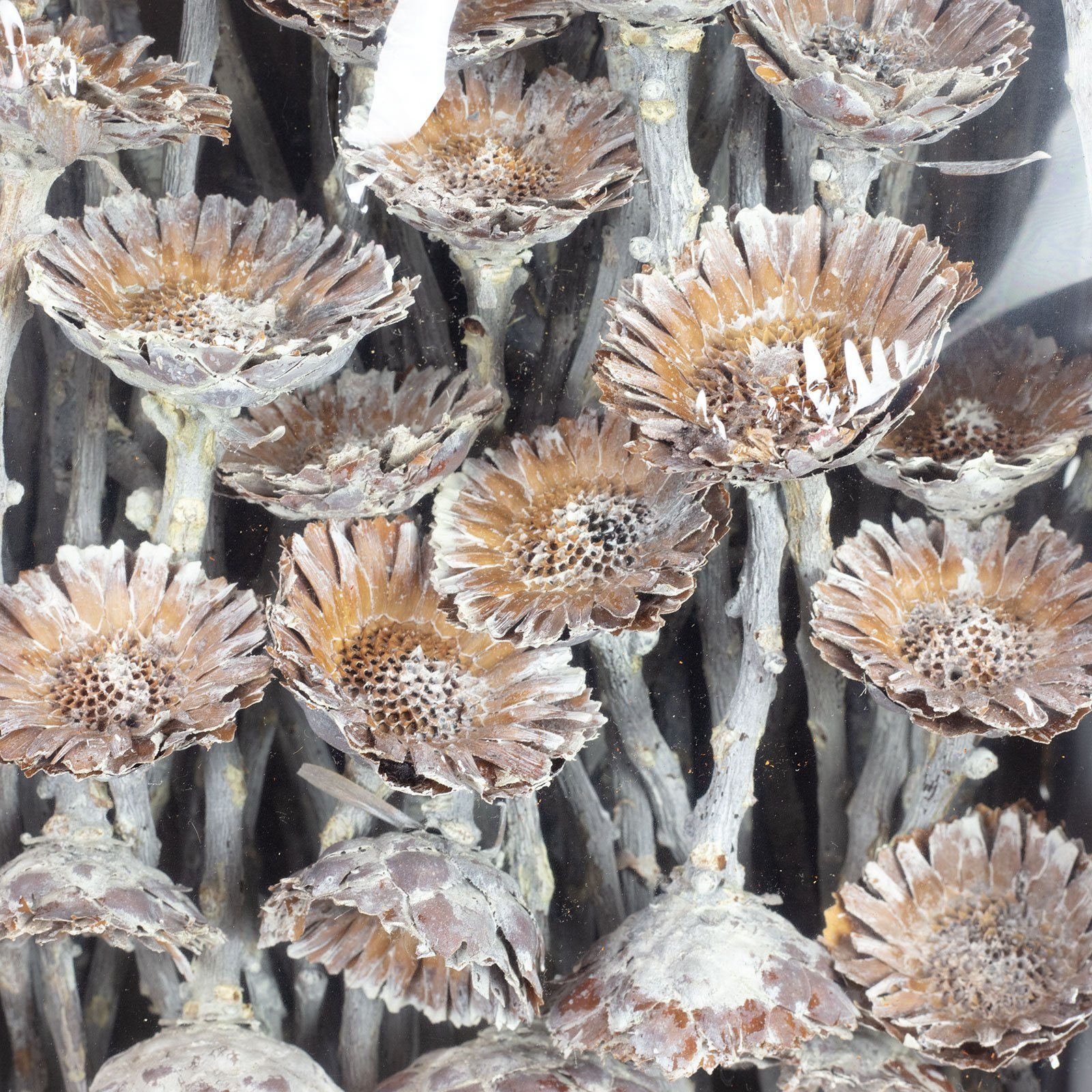 Trockenblume Protea Compacta Rosette Vosteen - Stück - 70 frost-weiß