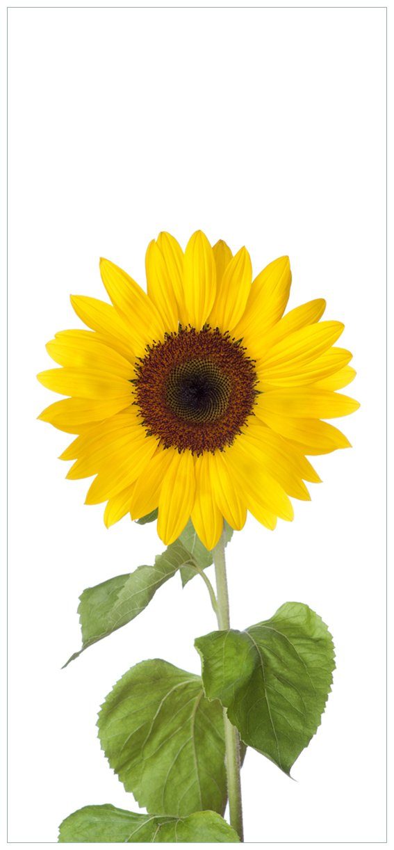 Wallario Türtapete Sonnenblume, glatt, ohne Struktur