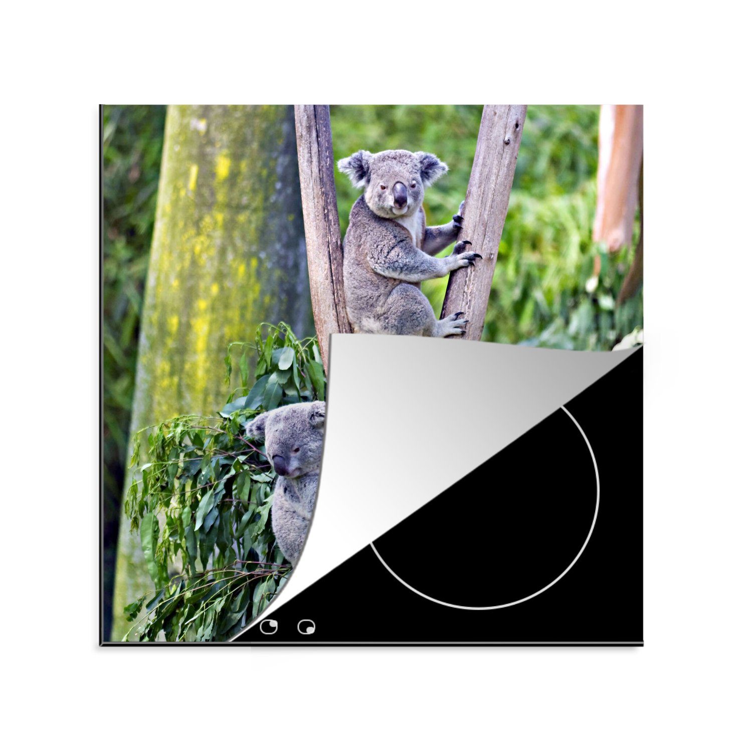 MuchoWow Herdblende-/Abdeckplatte Koala - Baum - Eukalyptus, Vinyl, (1 tlg), 78x78 cm, Ceranfeldabdeckung, Arbeitsplatte für küche