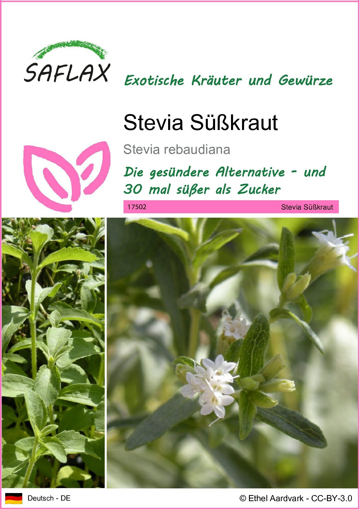 SAFLAX Kräutersamen SAFLAX - Samen - Stevia Süßkraut