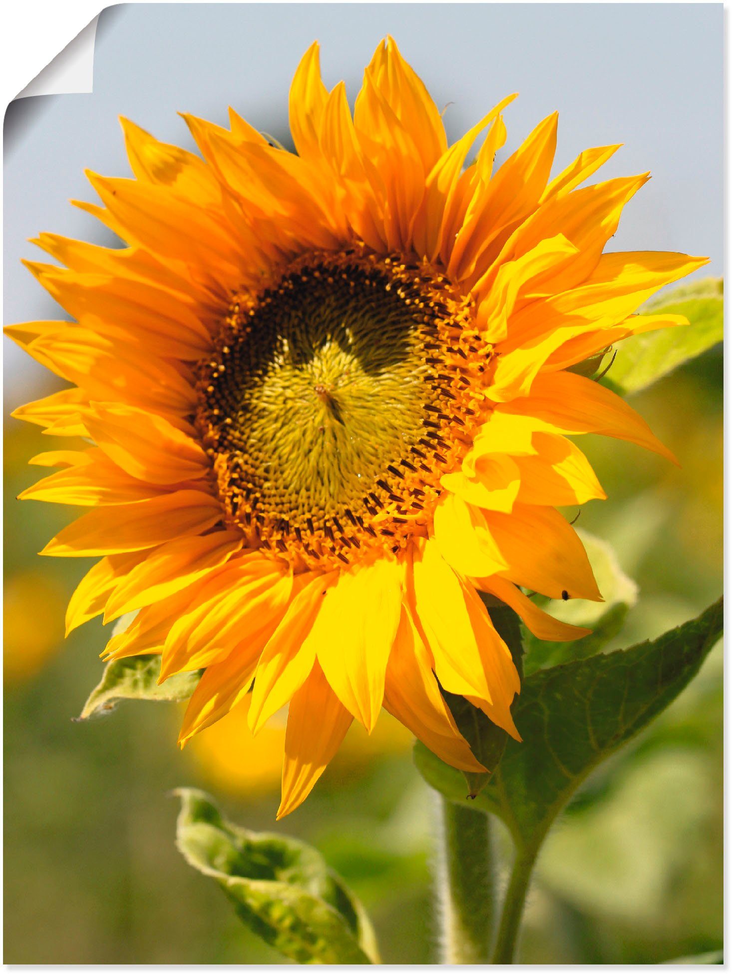 Artland Wandbild Sonnenblume, Blumen (1 St), als Leinwandbild, Poster in verschied. Größen