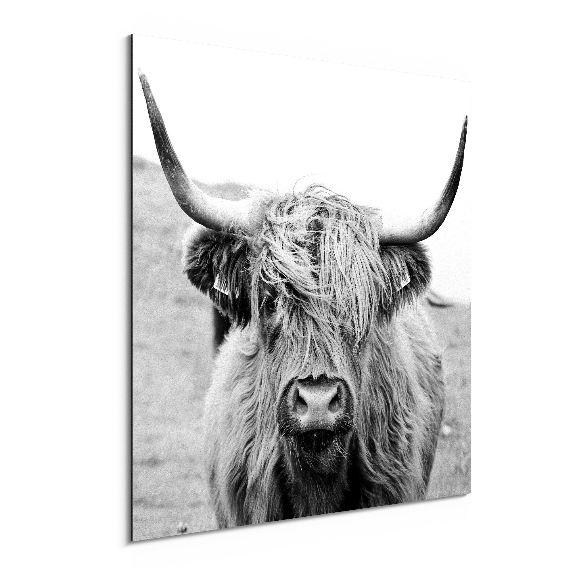 DEQORI Metallbild 'Zotteliges Hochlandrind', Alu Dibond Bild Aluminium Aluverbundplatte Design Wandbild Aludibond