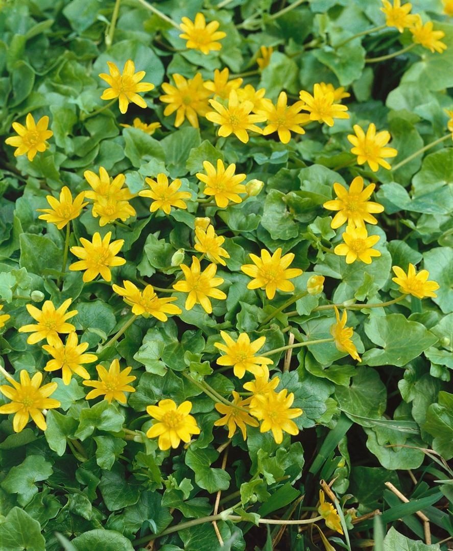 Pflanzen für Dich Staude Ranunculus ficaria, 1 St., Scharbockskraut, Feigwurz