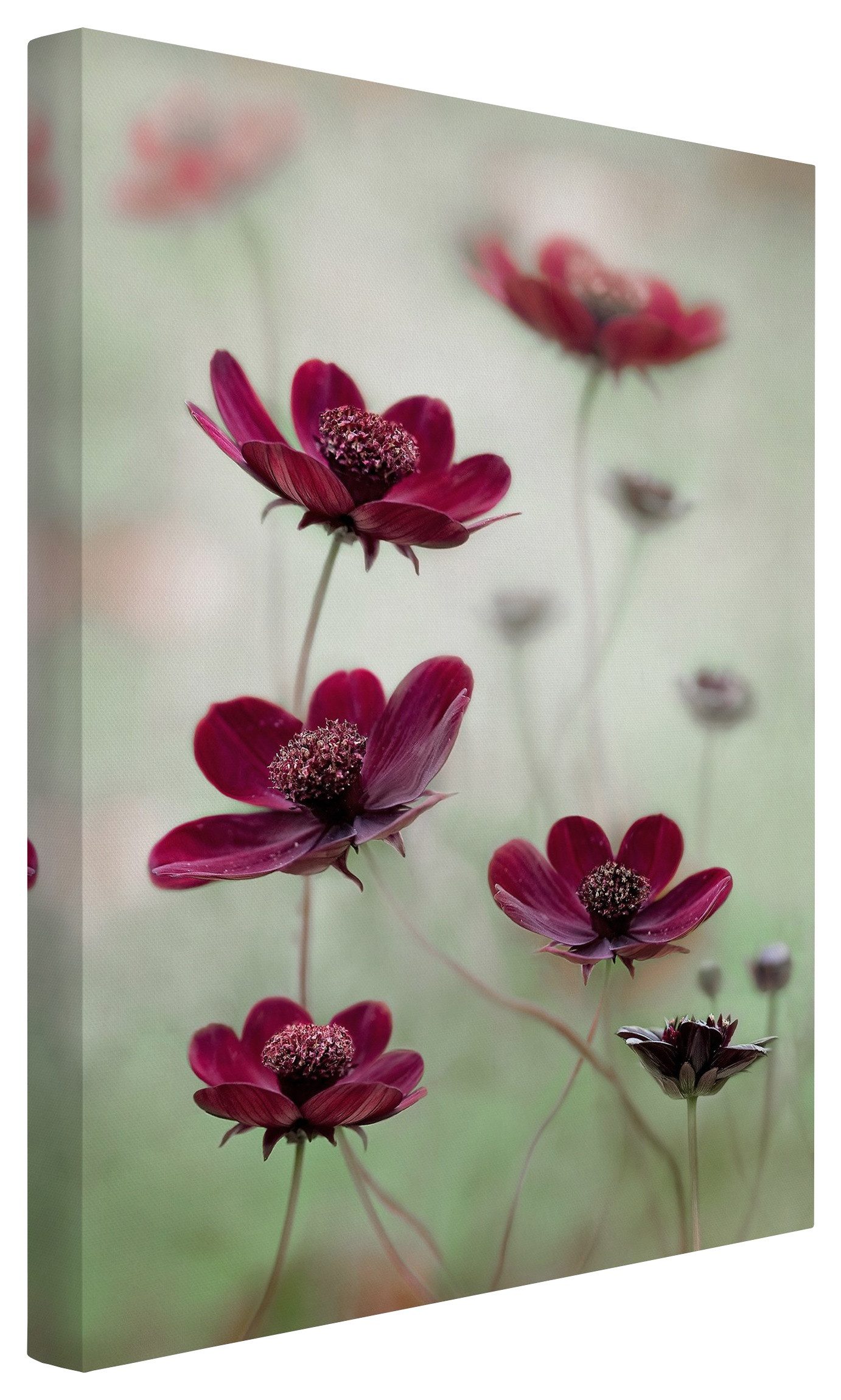 Bilderdepot24 Leinwandbild Blumen Modern Pinke Kosmeen günstig online kaufen