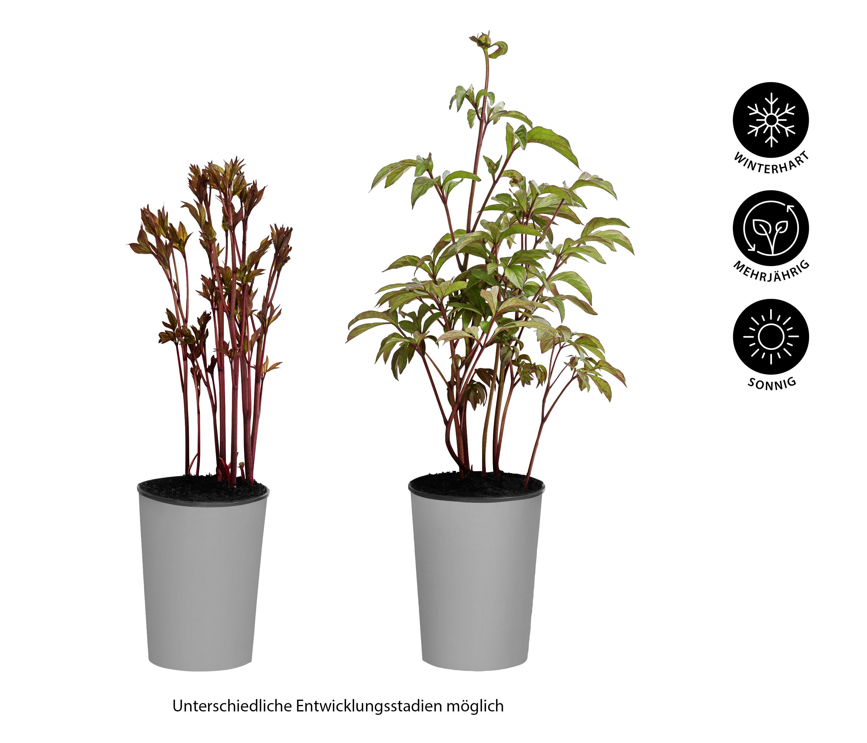 Dehner Staude Edel-Pfingstrose, gefüllte / duftende Blüten, 20-30 cm, 2 l Topf