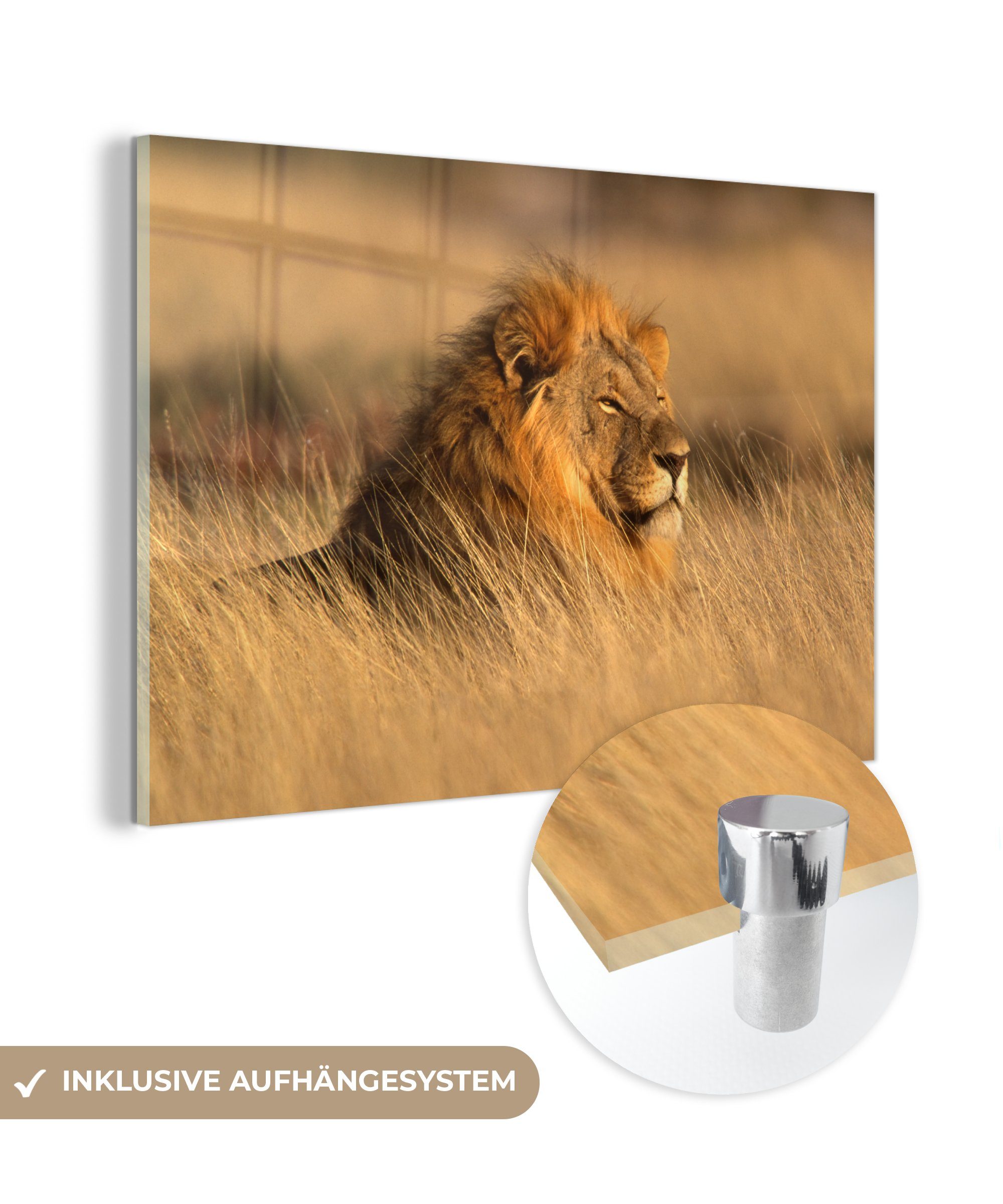 MuchoWow Acrylglasbild Wilde Tiere - Gras - Afrika, (1 St), Glasbilder - Bilder auf Glas Wandbild - Foto auf Glas - Wanddekoration