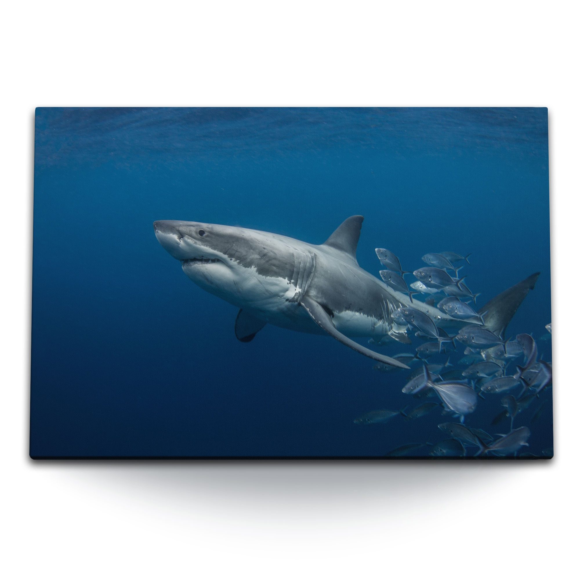 Sinus Art Leinwandbild 120x80cm Wandbild auf Leinwand Weißer Hai Unterwasse günstig online kaufen