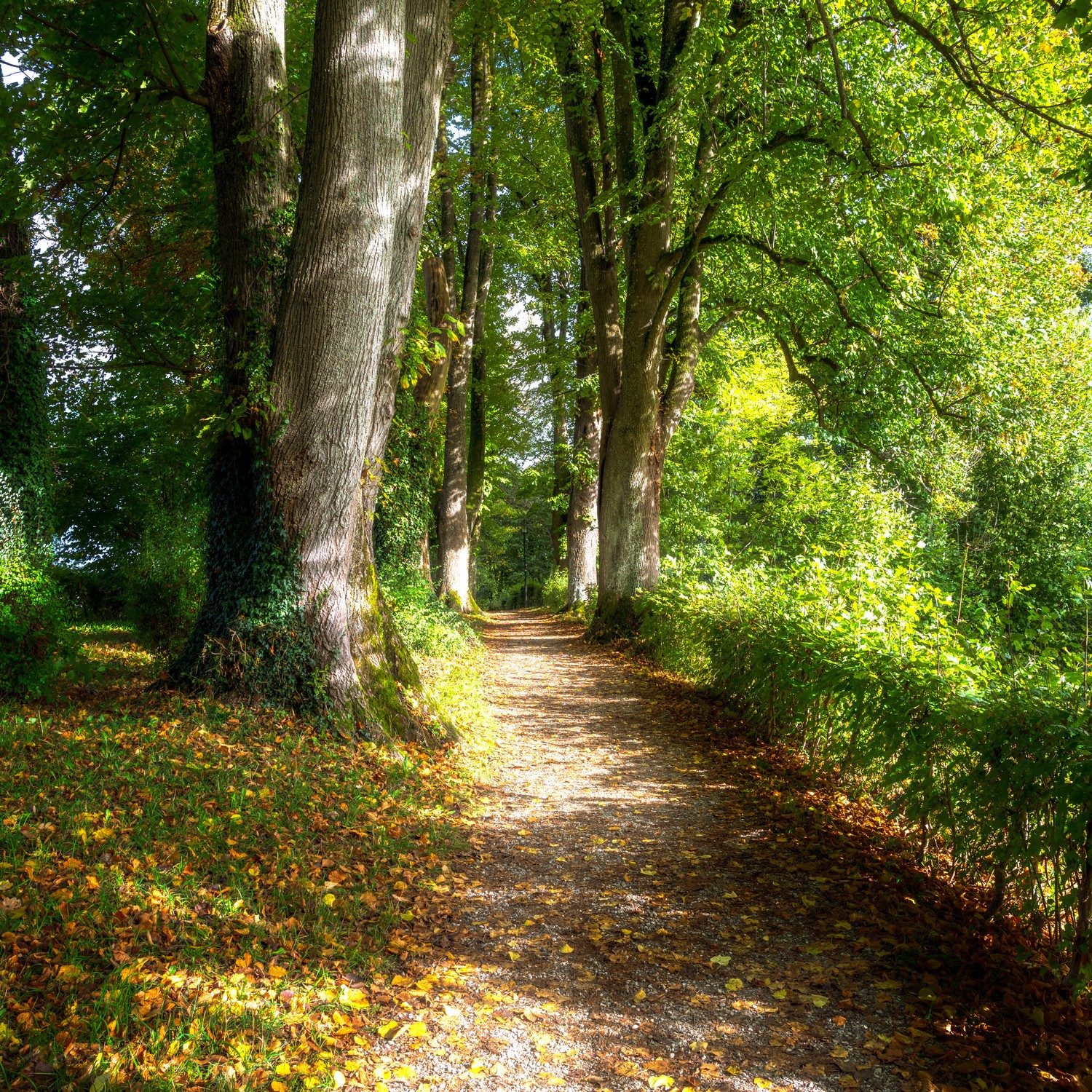 Wallario Möbelfolie Weg im Sonnenlicht