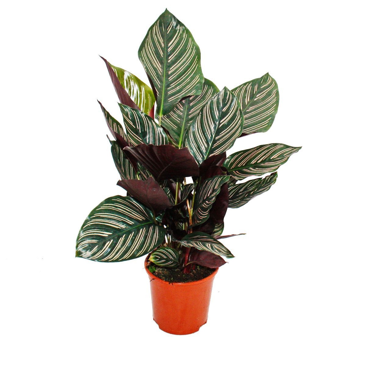 Exotenherz Zimmerpflanze Schattenpflanze mit ausgef. Blattmuster Calathea o günstig online kaufen