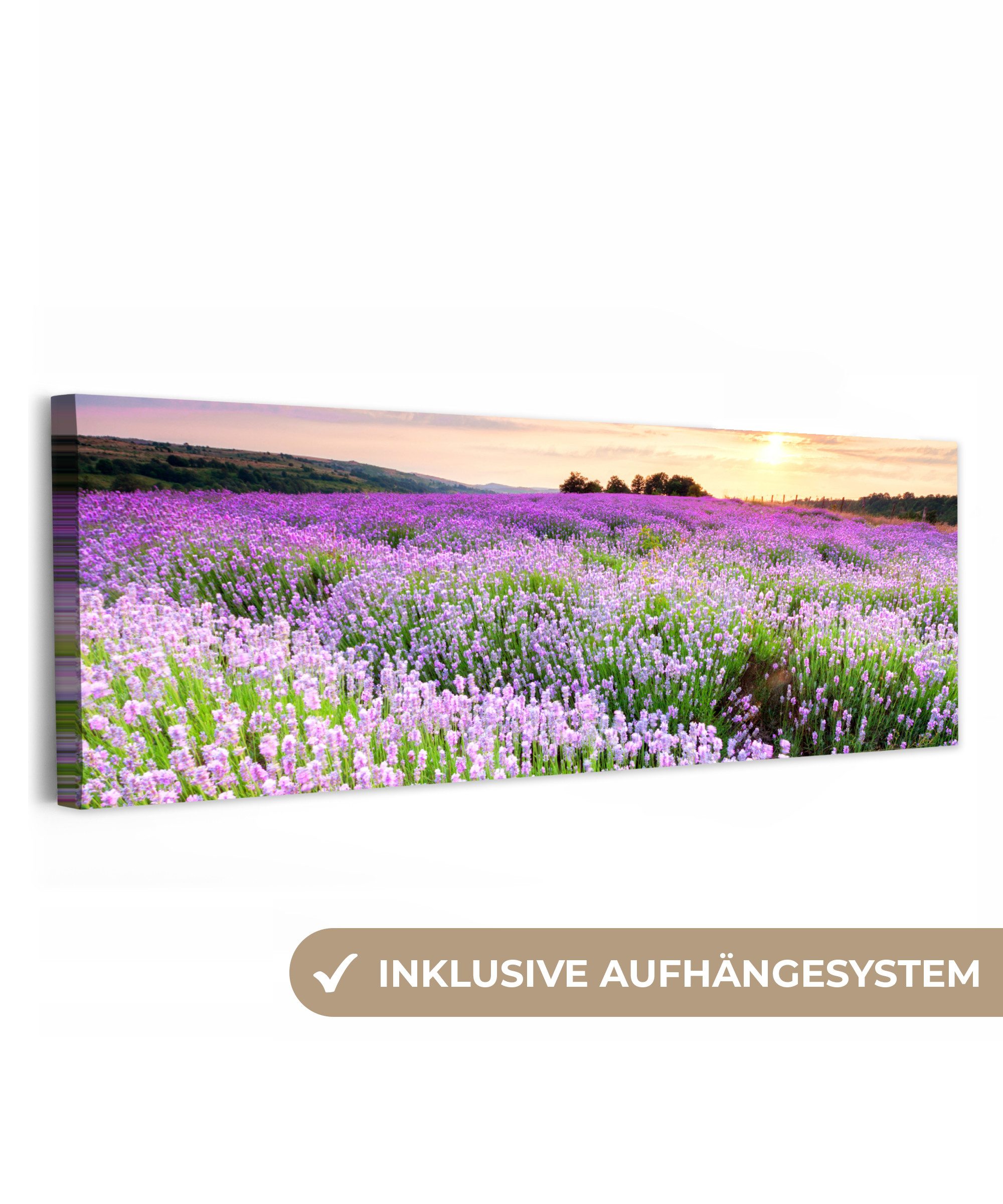 OneMillionCanvasses® Leinwandbild Panorama Lavendel - Blumen - Sonnenunterg günstig online kaufen